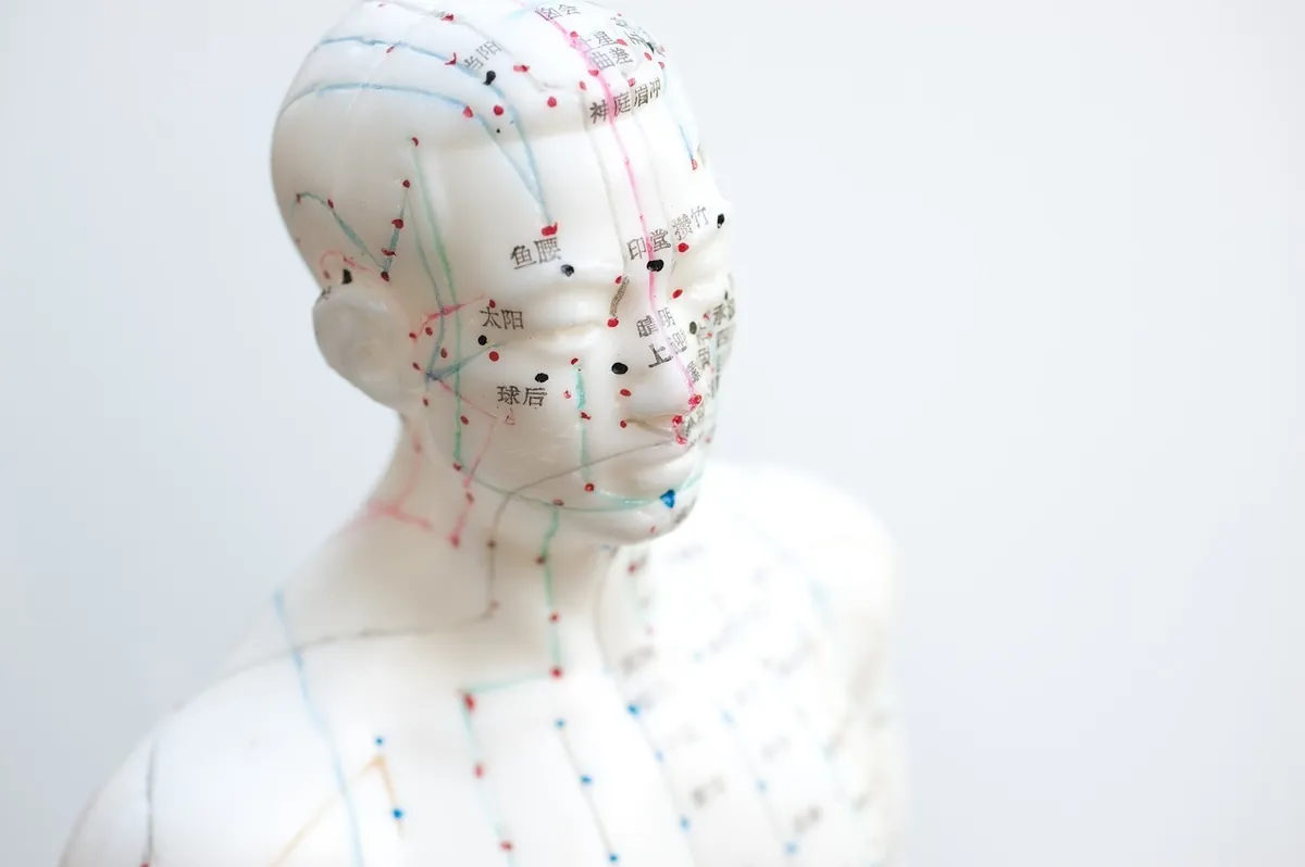 Acupuncture model of the head and upper body with marked meridians and acupuncture points