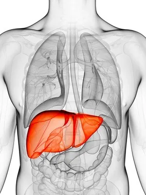 Anatomical illustration of the abdomen and liver
