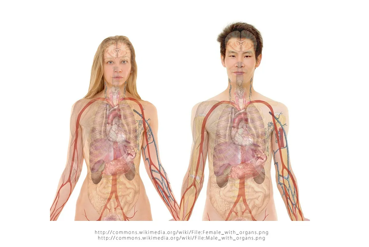 Anatomical illustration of a woman and a man with visible internal organs and blood vessels